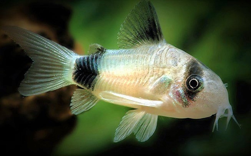 Corydoras Species