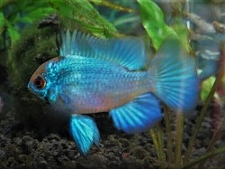 Electric Blue Rams- Juveniles-   currently unavailable