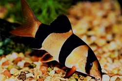 Large Clown Loach 3.5 inch +- $40 each or 2 for $75 Beautiful!!