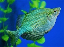 Turquoise Rainbow - Currently unavailable