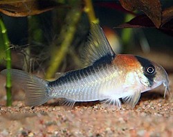 Adolfoi Cory-  sold out