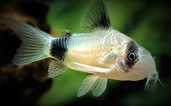 Medium size Panda Cory- unavailable