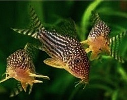 Sterbai Corys- $8  juveniles