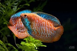 Dwarf Gourami- Males- Currently unavailable