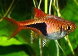 Harlequin Rasboras- currently unavailable