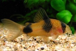 Breeder Weitzmani Cory- aka two saddle cory- $14