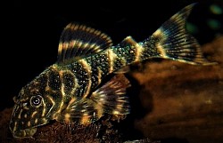 Clown plecostomus- $15