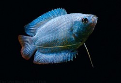 Neon Powder blue dwarf Gourami- currently unavailable