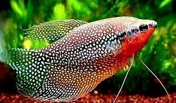 Pearl Gourami- currently unavailable