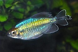 Congo Tetra- Currently unavailable