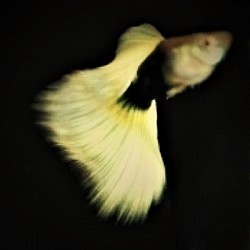 1/2 black yellow