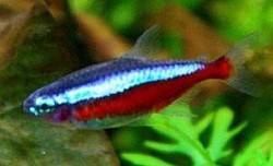 Cardinal Tetras- large $4 each -5 for $20