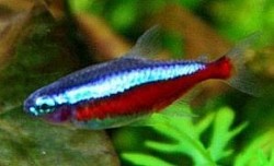 IMPORTED TANK BRED XXL Cardinal Tetras- 4 for $20