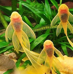 Longfin Blue eyed Lemon pleco-  Sold out