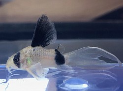 Butterfly or Long fin Panda- $10