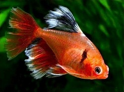 Long Fin Serpae Tetra- $6 each