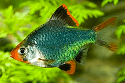 Green Tiger Barbs- juveniles ready Oct. 4th