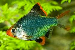 Green Tiger Barbs- juveniles-3 for $15