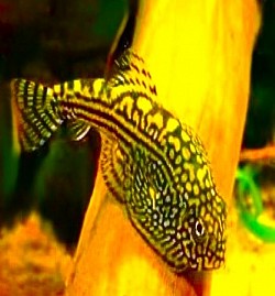 Tiger Hillstream Loach-Coming Soon!