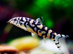 Reticulated Loach- Coming Soon