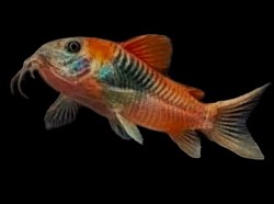 Orange Venezuelan Cory- $8.00