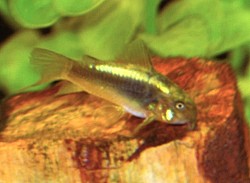 Green Laser- Special order