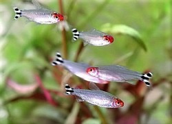 Rummy Nose Tetras- **SPECIAL** 5 for $15 this week only