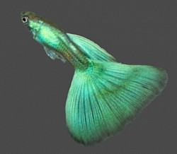 Green Moscows- 1  pair- $50 or 1 trio $65