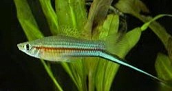 Green swordtails - $4 males only