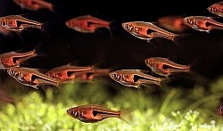 Hengali Rasbora aka Glo-light rasboras- 4 for $10
