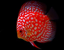 Red Pigeon Blood discus 3 inch+ - $75