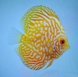 Yellow Pigeon bloods 3 inch- Currently sold out