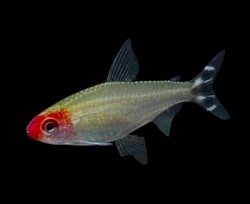 Rummy Nose Tetras- $4 each Only 3 left