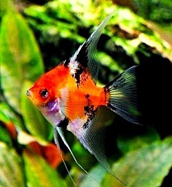 Red Devil angels- Mediums-Sold  Adolescents available