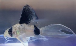 Long Fin Panda or butterfly Panda- $10
