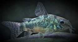 Paleatus - 4 for $10