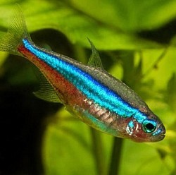 Green Neon Tetra- Large- 5 for $20