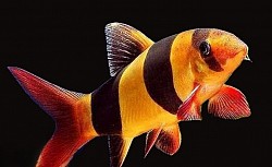 Large Clown Loach 3.5 inch +- $40 each or 2 for $75 Beautiful!!