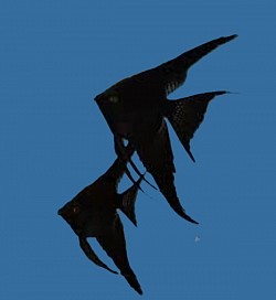 Black Veils- Currently unavailable