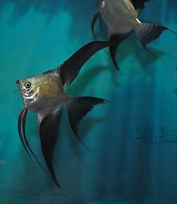 Green Bulgarian seal points veils  extended fins- medium-$50 each