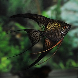 Blue / Black leopard veils extended fin angels- $40 medium size