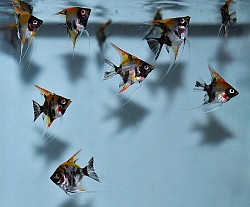 Red Devil angels- quarter body size  juveniles- $15 each