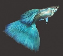 1/2 Black Blue
