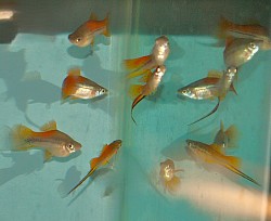Pineapple swordtails- $ 10 per pair for medium size