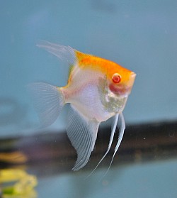 Orange cap albino blushing- Medium size $30