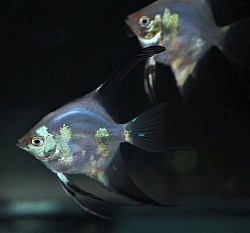 Philippine blue Paraiba- unavailable