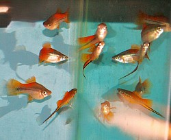 Pineapple swordtails- $ 10 per pair for medium size