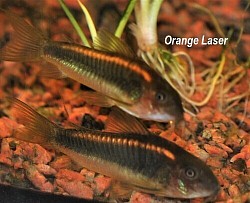 Orange laser- sold out- more available in Sept.