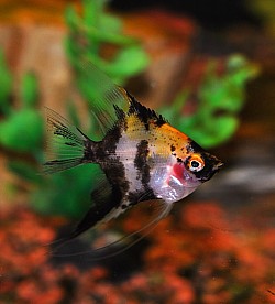 Juvenile Red Devils- 5 for $50 ( $10 ) or $12 each