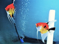 Red Devil parents of juveniles for sale